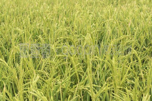 未熟水稻种植园